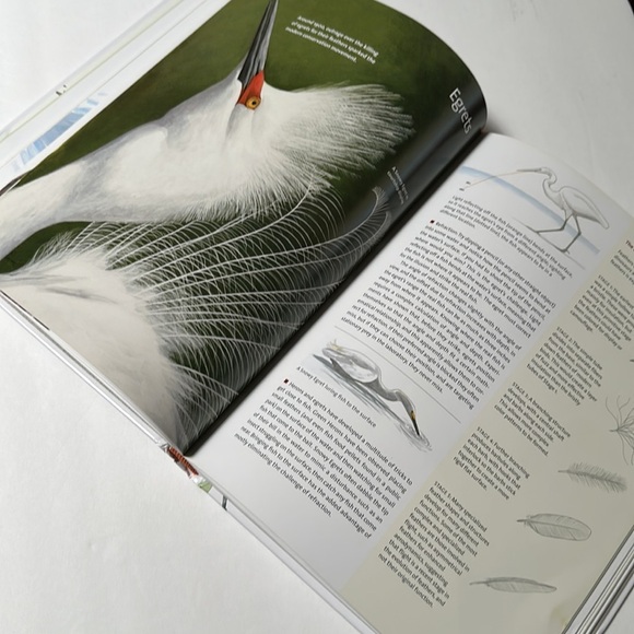 What It’s Like to Be a Bird hardcover book - Picture 6 of 8